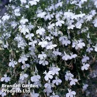 Lobelia 'Fountain White'