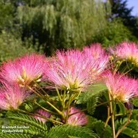 Albizia julibrissin 'Tropical Dream'