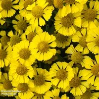 Helenium 'Sombrero'