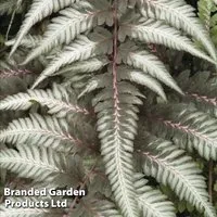 Athyrium niponicum var. pictum 'Pewter Lace'