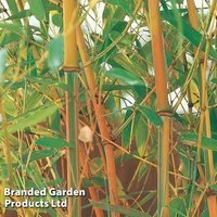 Umbrella Bamboo 'Red Fountain'