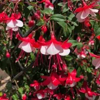 Fuchsia 'Skyrocket' (Hardy)