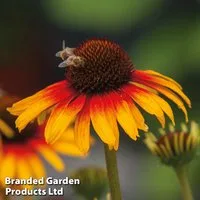 Echinacea 'Parrot'