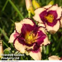 Hemerocallis 'Tropical Surprise'