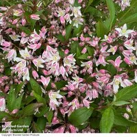 Deutzia 'Pink Carpet'