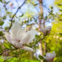 Magnolia x soulangeana 'Alba Superba'