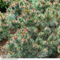 Pinus parviflora 'Glauca'