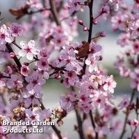 Prunus cerasifera 'Nigra'