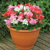 Begonia semperflorens 'Lotto Mixed'