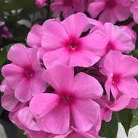 Phlox paniculata 'Famous Pink Dark Eye'