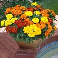 Marigold 'French Durango Improved'