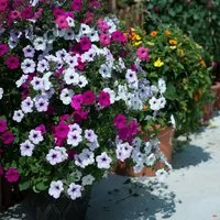 Petunia 'Tidal Wave Improved'