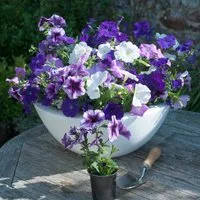 Petunia 'Frenzy Grand Rapids'