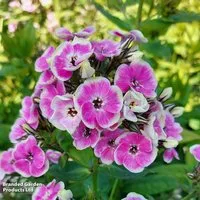 Phlox paniculata 'Orchid Yellow'