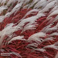 Miscanthus 'Lady in Red'