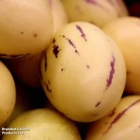 Solanum muricatum (Melon Pear Plant)