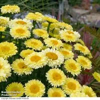 Leucanthemum 'Real Gold Cup'