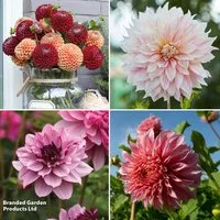 Dahlia Garden Pack