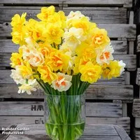 Daffodil Outstanding Orchid Mixed