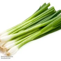 Spring Onion 'White Lisbon' - Seeds