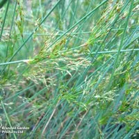 Juncus inflexus (Marginal Aquatic)