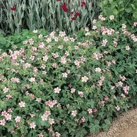 Geranium endressii