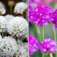 Armeria 'Dreameria Dreams Duo'