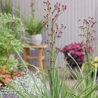 Eryngium 'Magical Red Thunder'