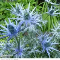 Eryngium x zabelii 'Big Blue'