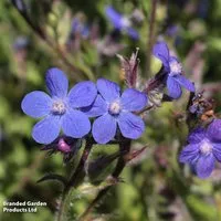 Anchusa azurea 'Feltham Pride'