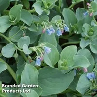 Oyster Leaf Plant - Seeds