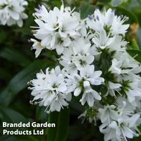 Hebe 'Garden Beauty White'