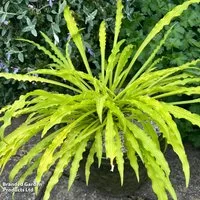 Hosta 'Party Streamers'