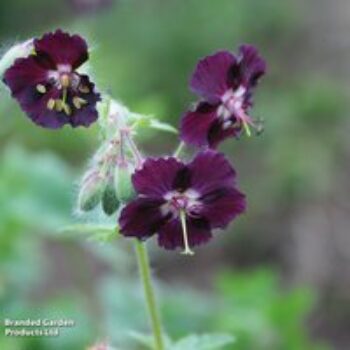 Geranium phaeum var. phaeum 'Samabor'