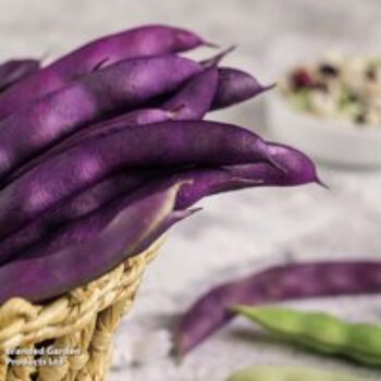 French Bean (Climbing) 'Blauhilde' - Seeds