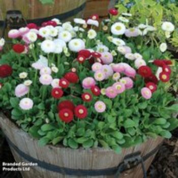 Bellis 'Bellisima Mixed'