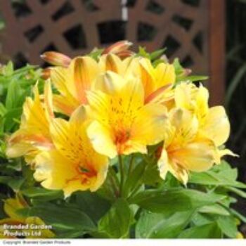 Alstroemeria 'Spring Valley' (Summer Paradise Series)