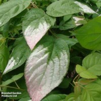 Actinidia 'Kolomikta'