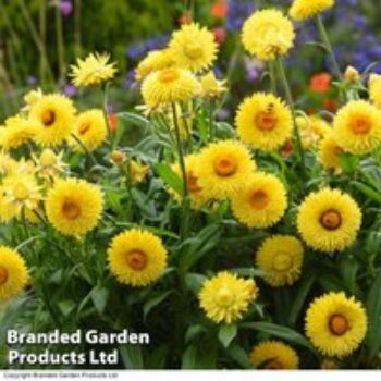 Xerochrysum 'Granvia® Gold'