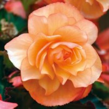 Begonia 'Fragrant Falls Improved™ - Apricot Delight'