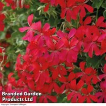 Geranium 'Balcon Red'