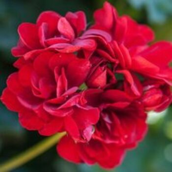 Geranium 'Red Polly'