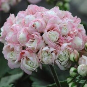 Geranium 'Appleblossom Rosebud'