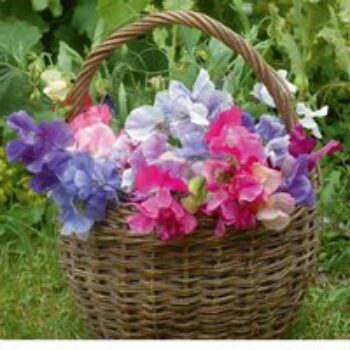 Sweet Pea 'Sweet Dreams Mixed'