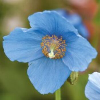 Meconopsis 'Lingholm'