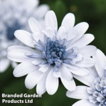 Osteospermum 'Erato Double Ice Blue'