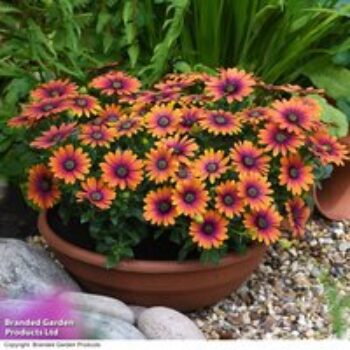 Osteospermum 'Purple Sun'