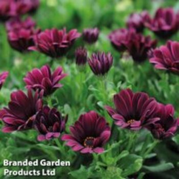 Osteospermum 'Sunny Gaia'