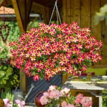 Petunia 'Amore™ Queen of Hearts'