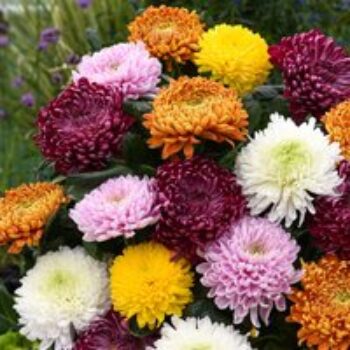 Chrysanthemum 'Incurved Mixed'